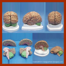 4 parties Anatomie du cerveau Mode / anatomie Modèle de cerveau / modèle de cerveau pour l&#39;enseignement médical